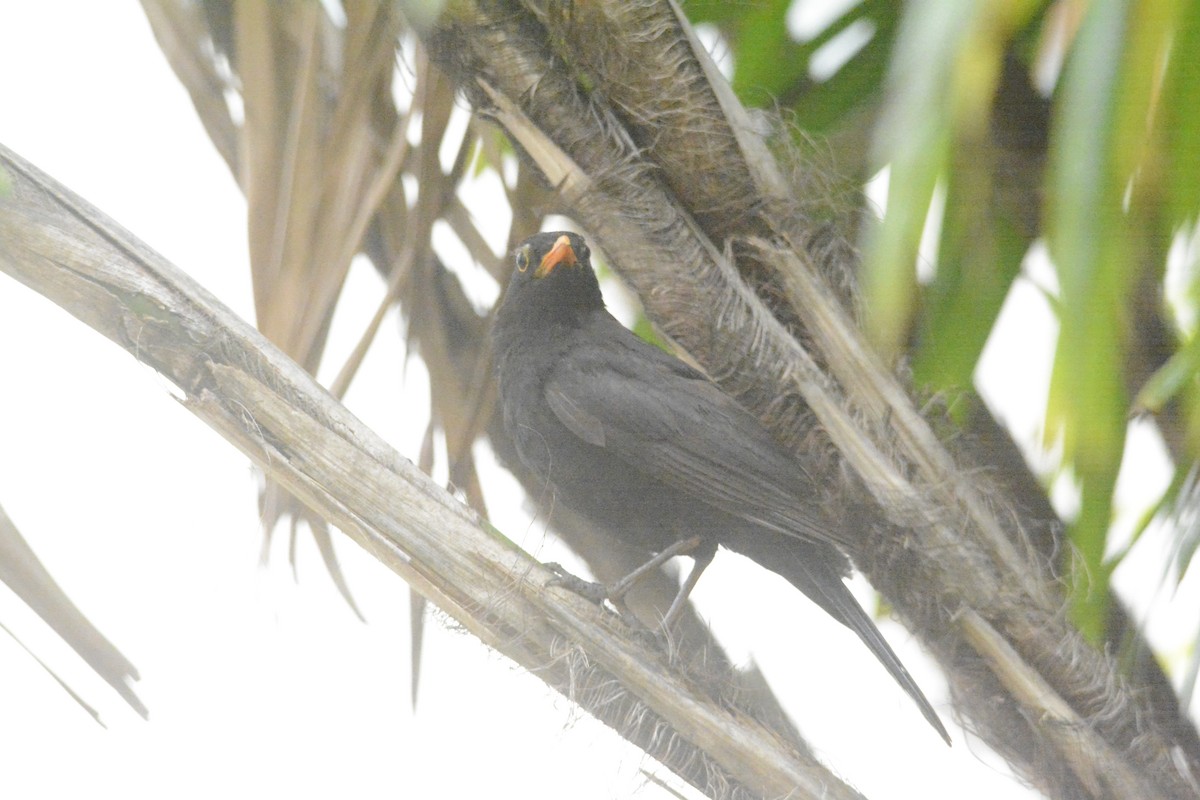 Eurasian Blackbird - ML620170350
