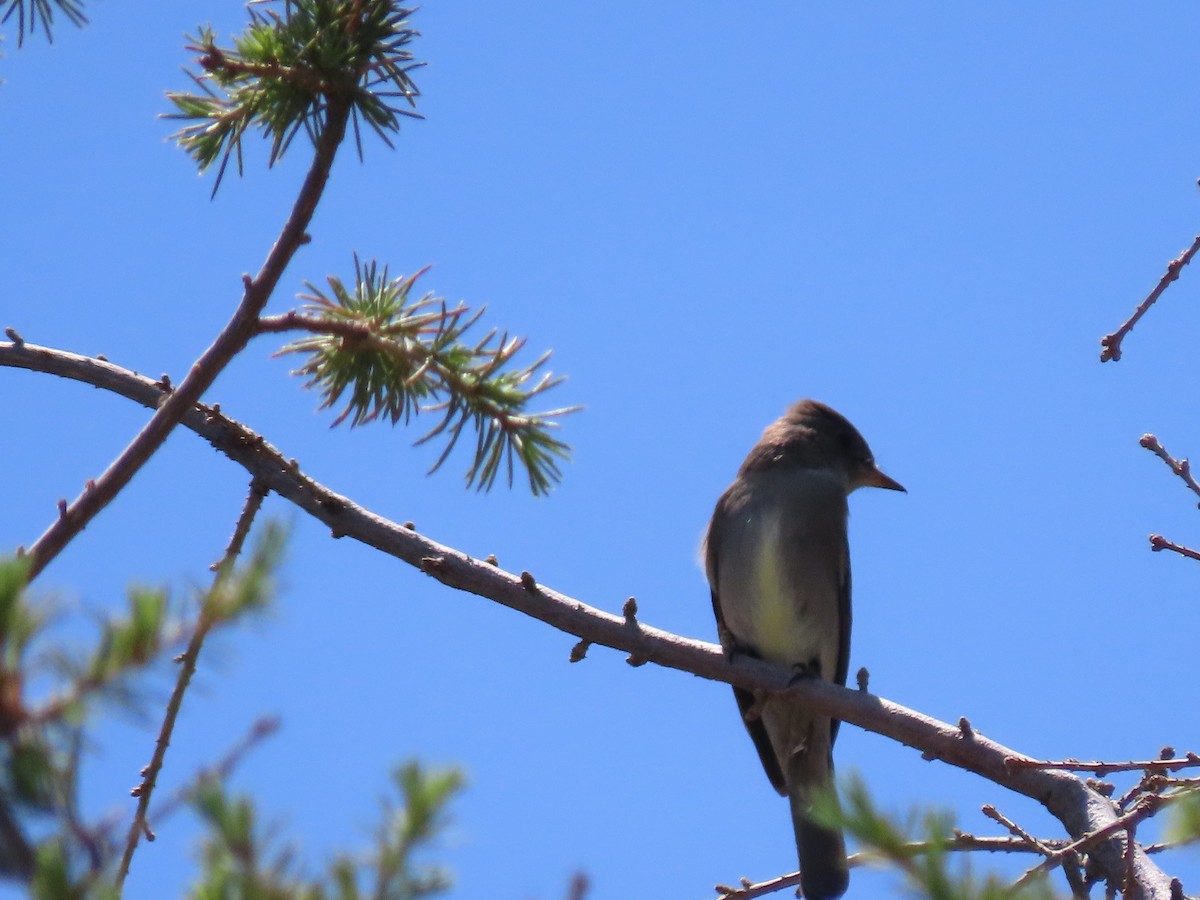 Willow Flycatcher - ML620170355