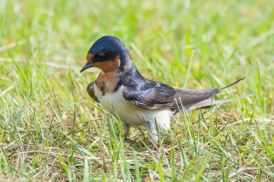 Barn Swallow - ML620170364