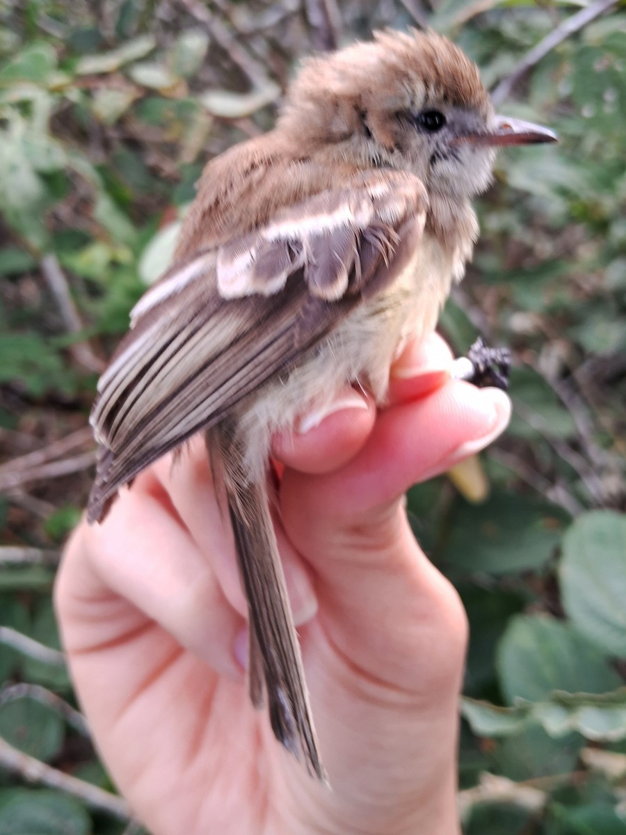 Southern Mouse-colored Tyrannulet - ML620170372