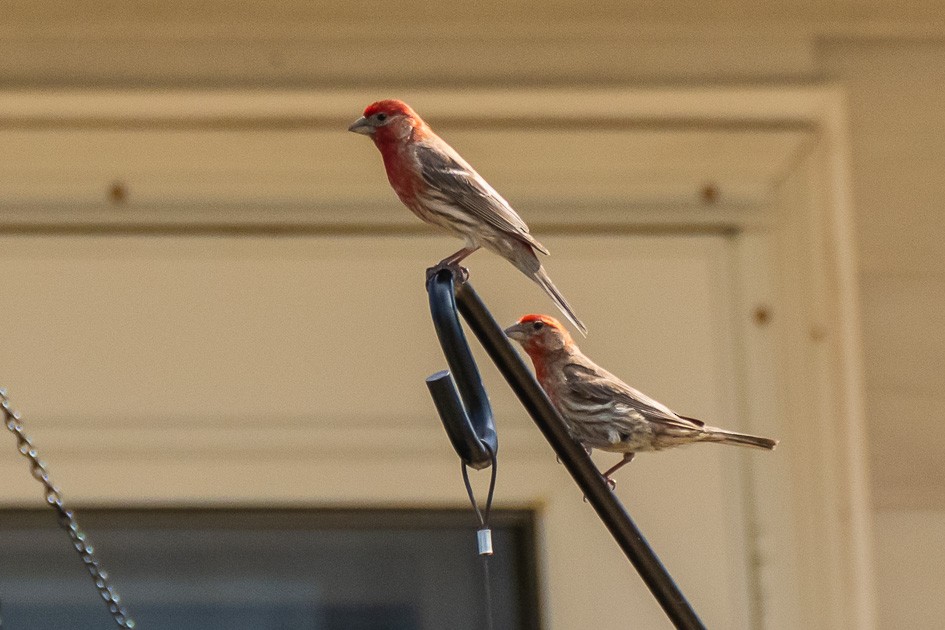 House Finch - ML620170374