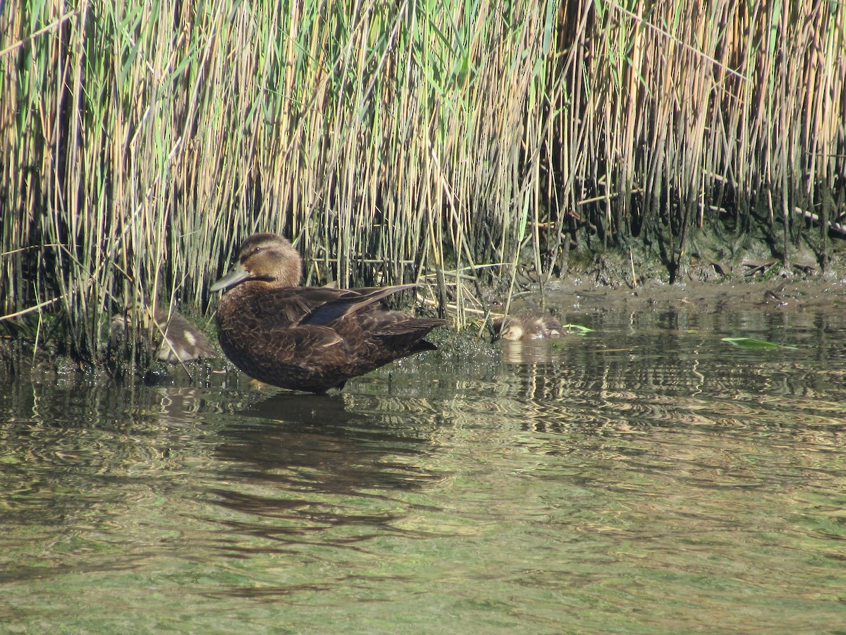 American Black Duck - ML620170378