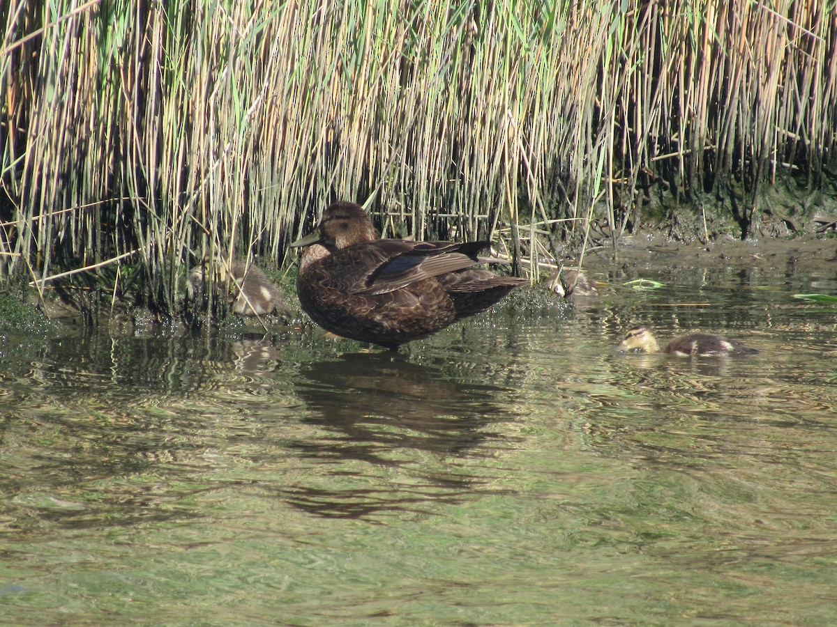 American Black Duck - ML620170379