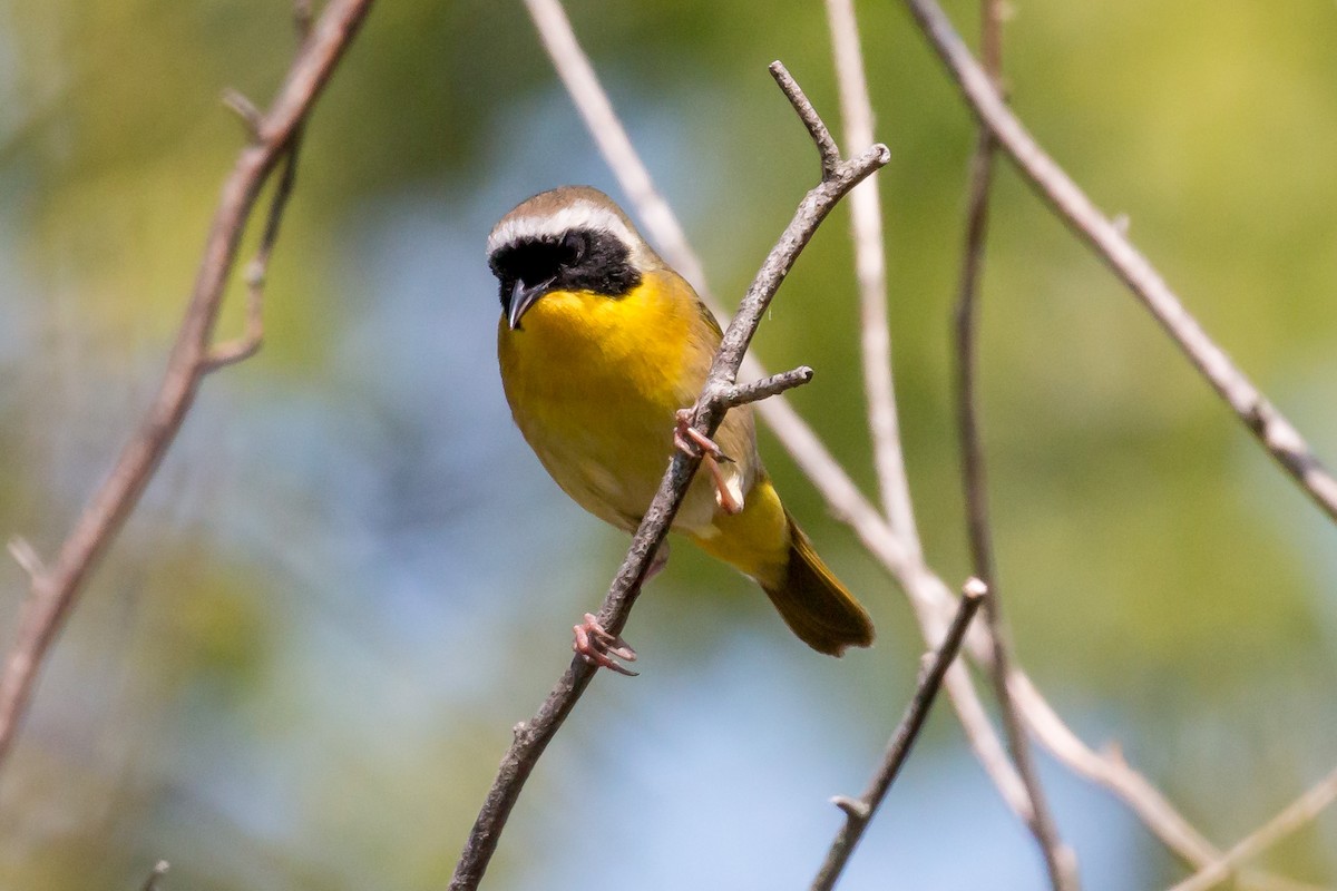 Common Yellowthroat - ML620170380