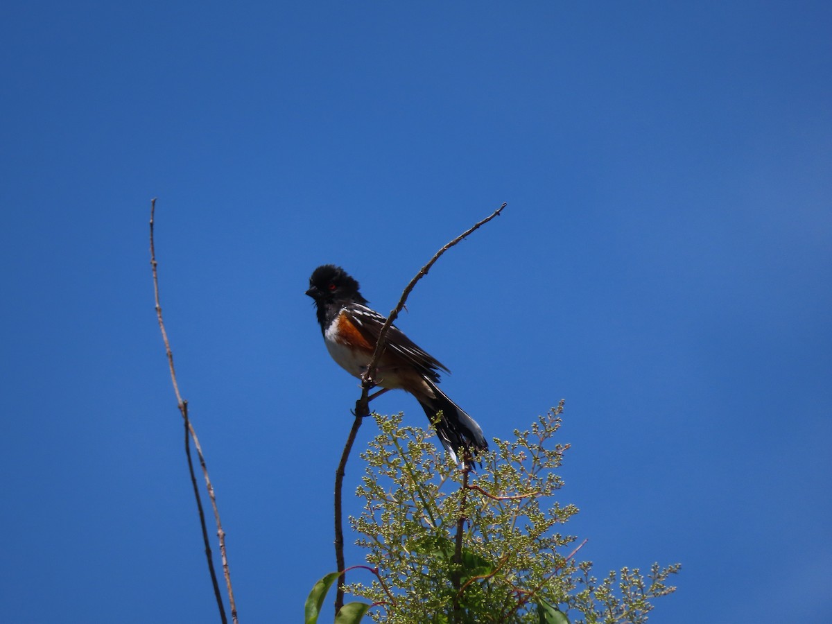 Spotted Towhee - ML620170384