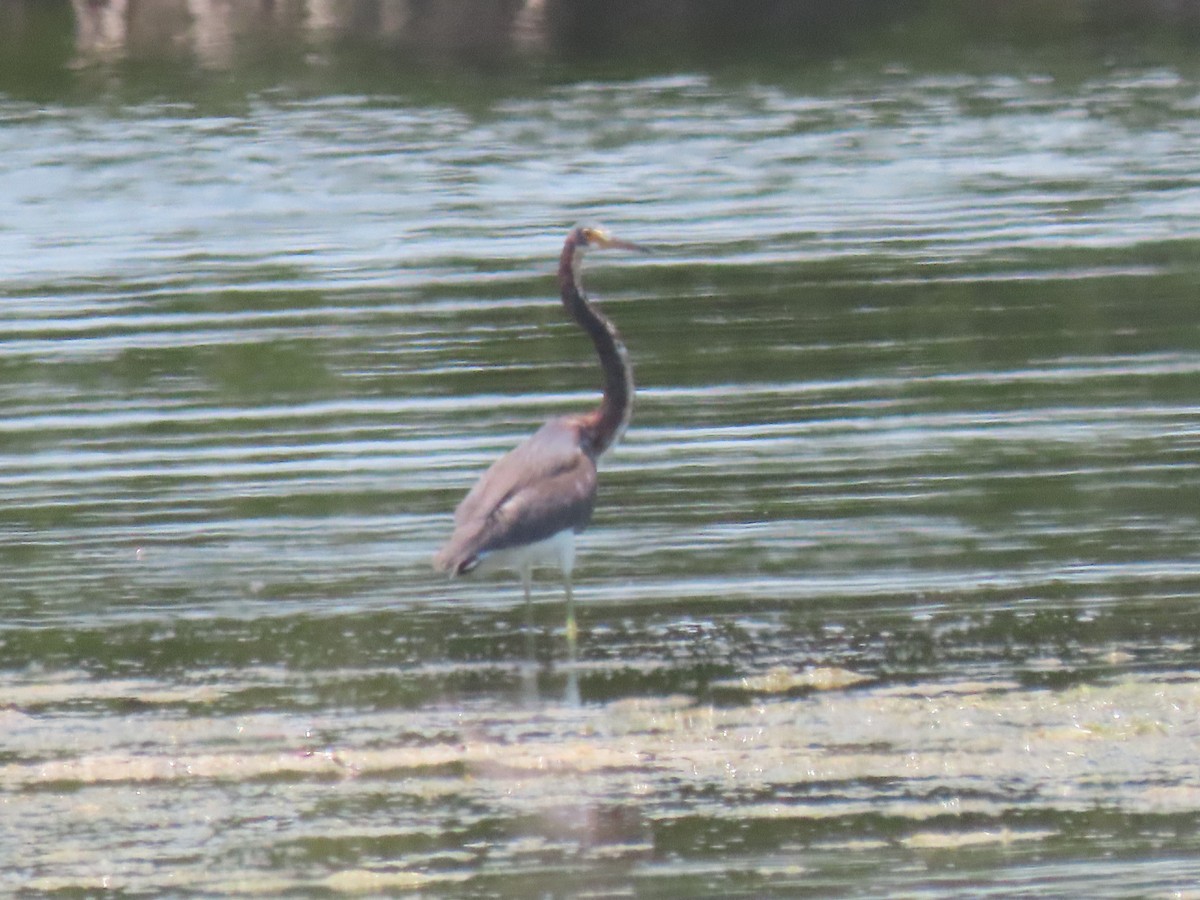 Tricolored Heron - Jeanne Kaufman