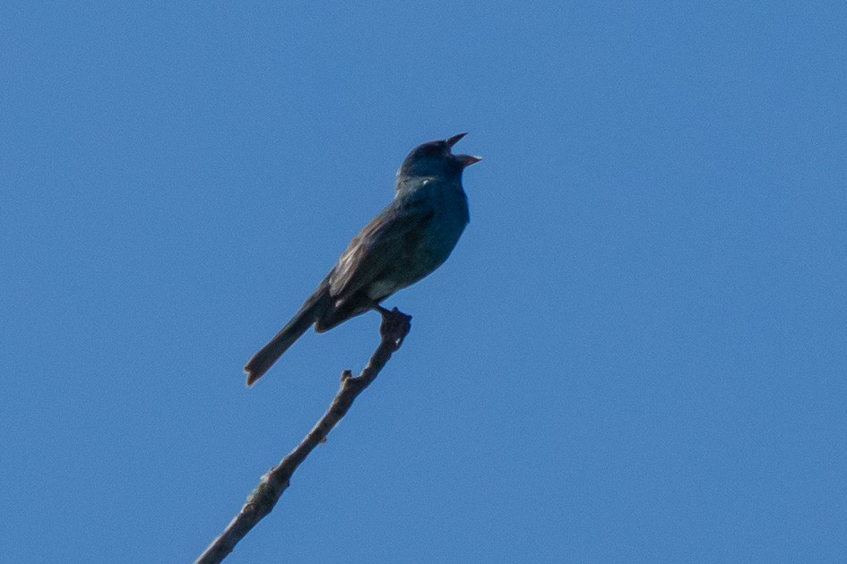 Indigo Bunting - ML620170390