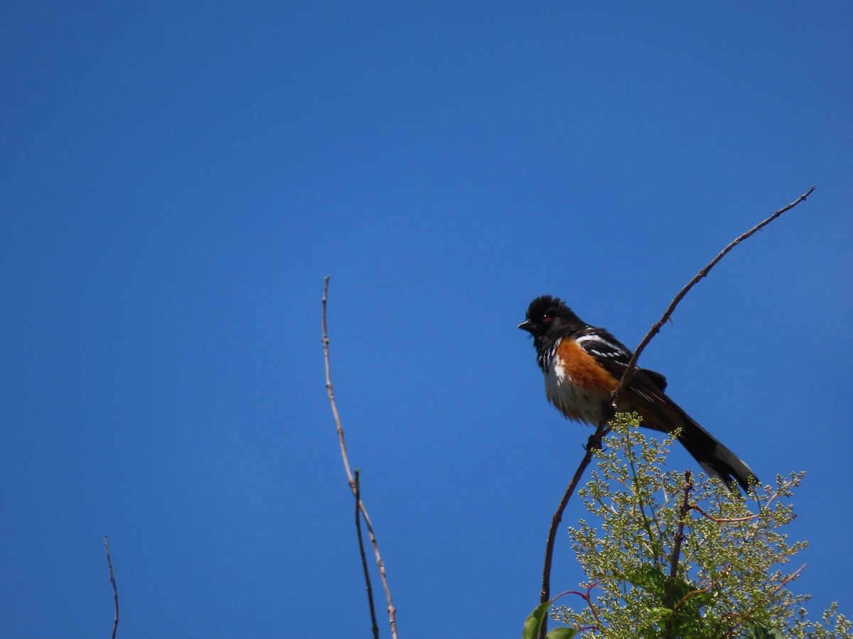 Spotted Towhee - ML620170391