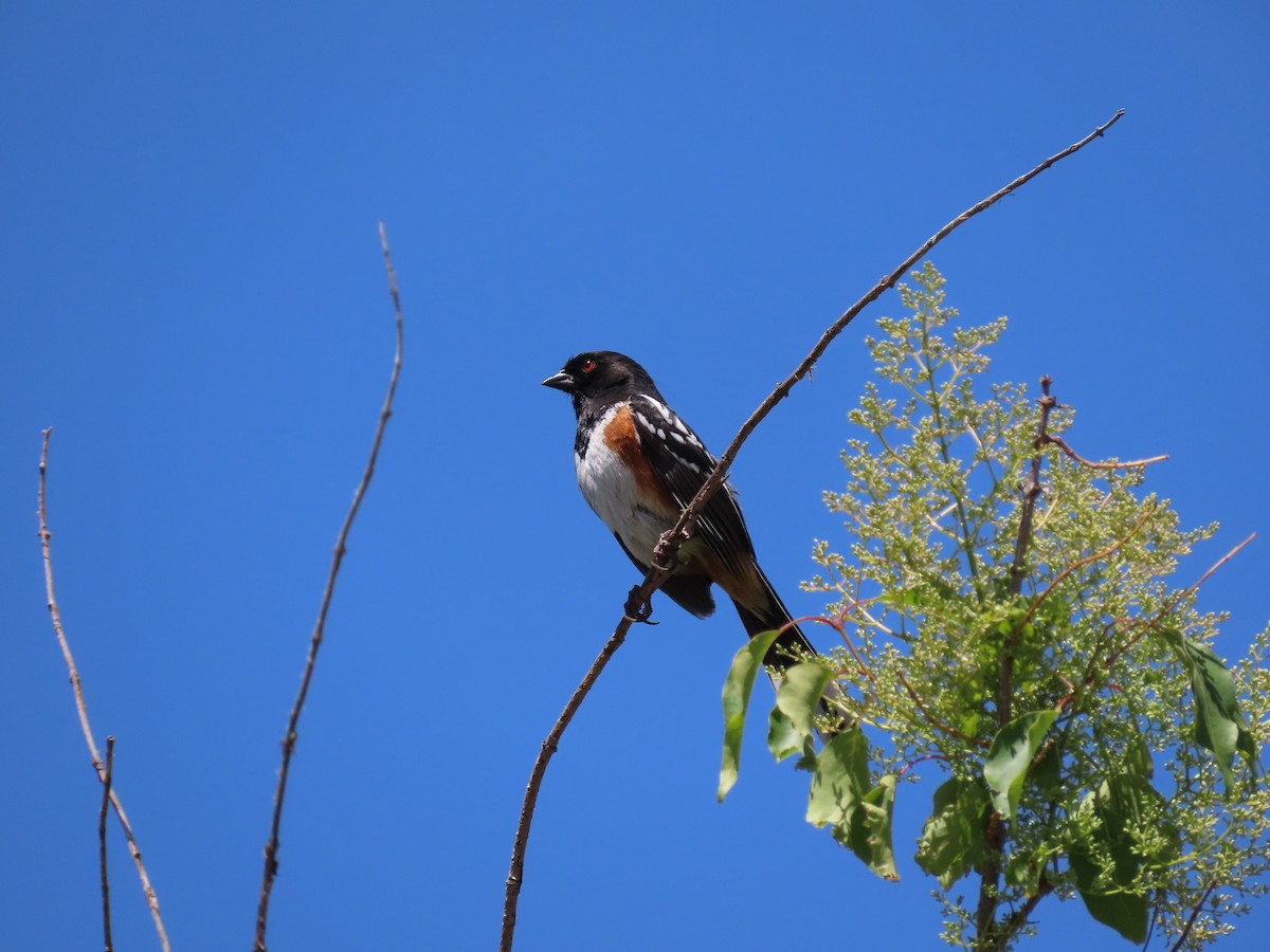 Spotted Towhee - ML620170393
