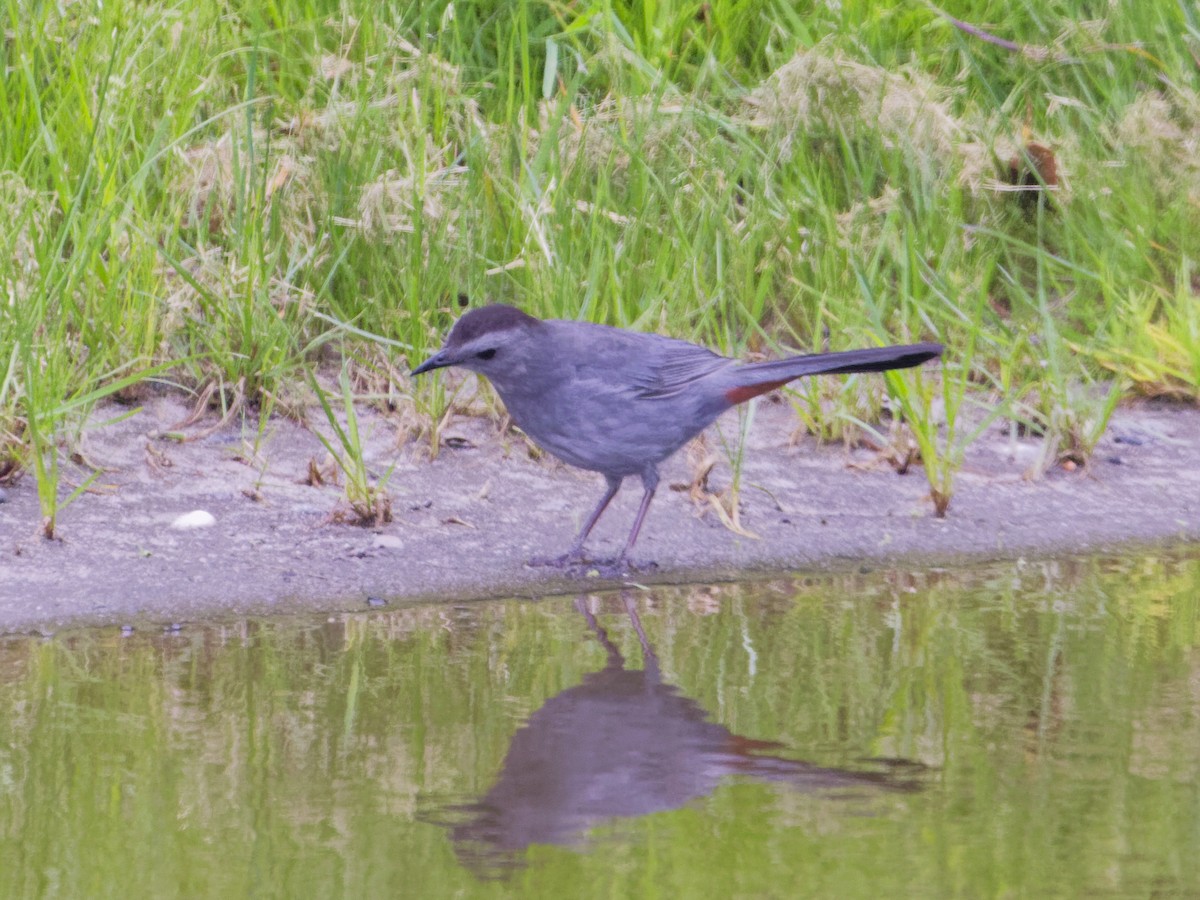 Gray Catbird - ML620170395