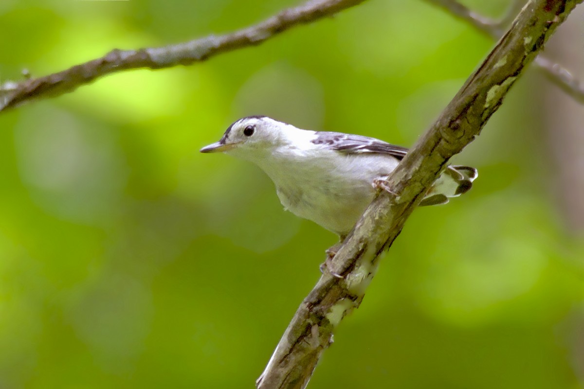 White-breasted Nuthatch - ML620170397