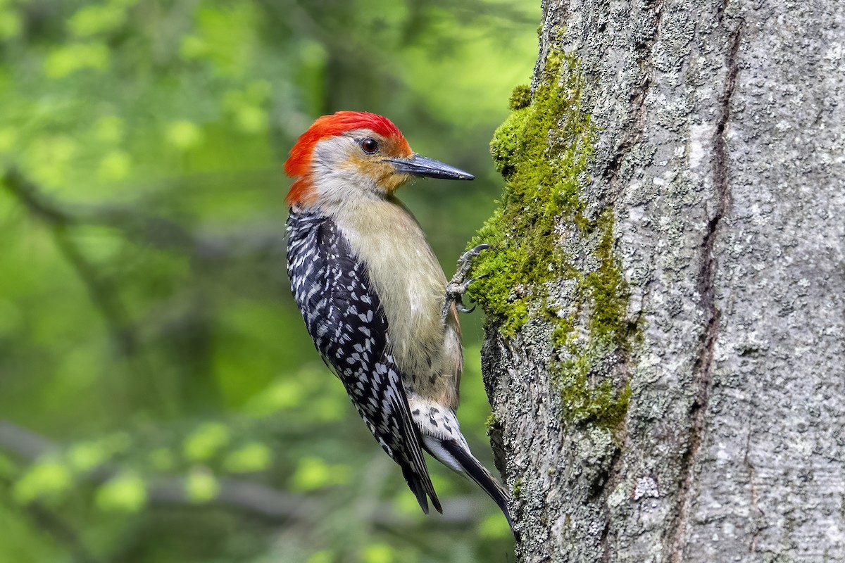 Red-bellied Woodpecker - ML620170398