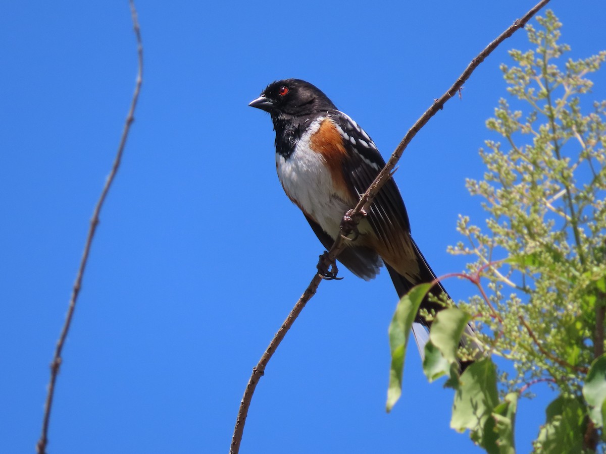 Spotted Towhee - ML620170400