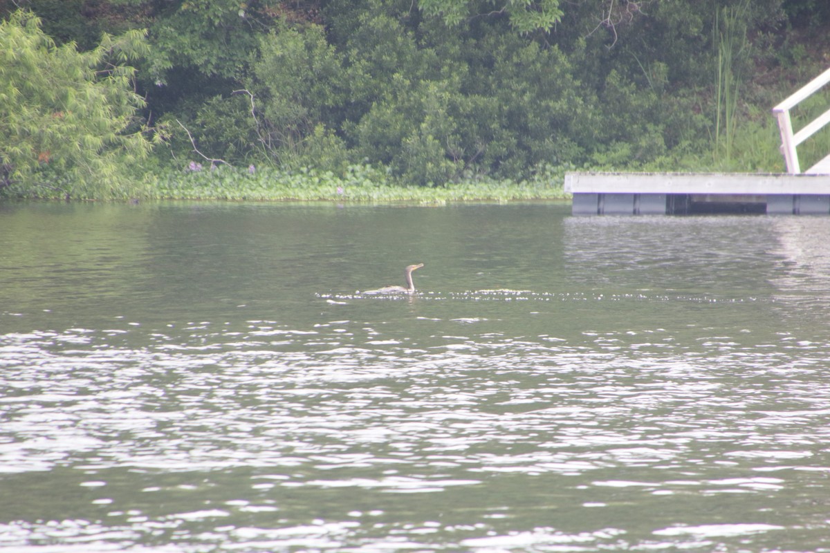 Great/Double-crested Cormorant - ML620170401