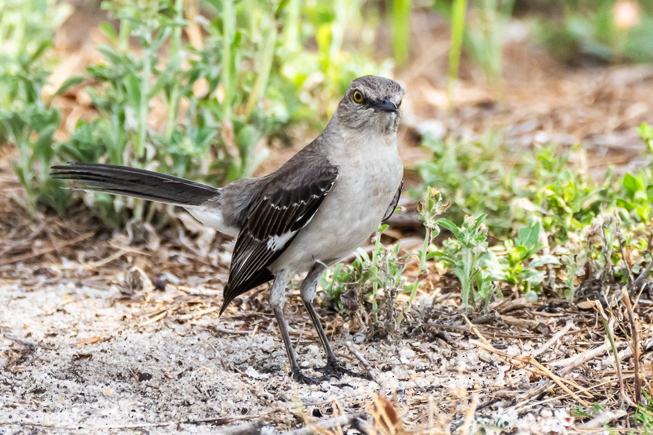 Northern Mockingbird - ML620170402