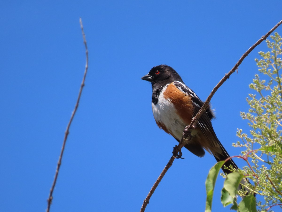 Spotted Towhee - ML620170403