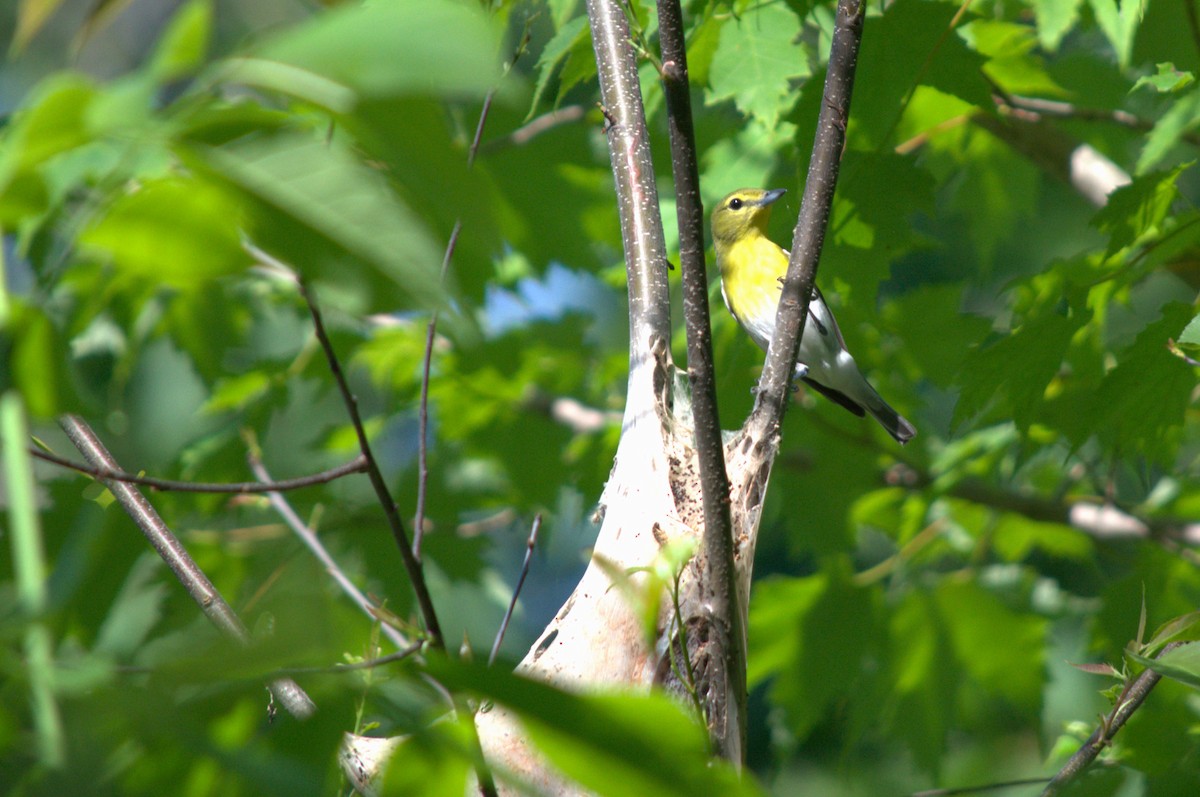 Yellow-throated Vireo - ML620170404