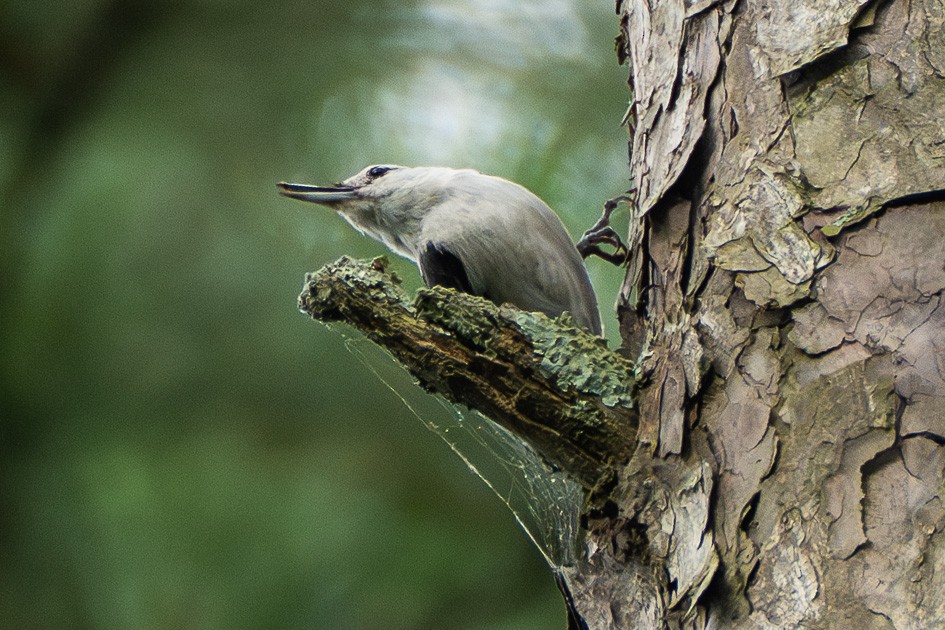 White-breasted Nuthatch - ML620170415