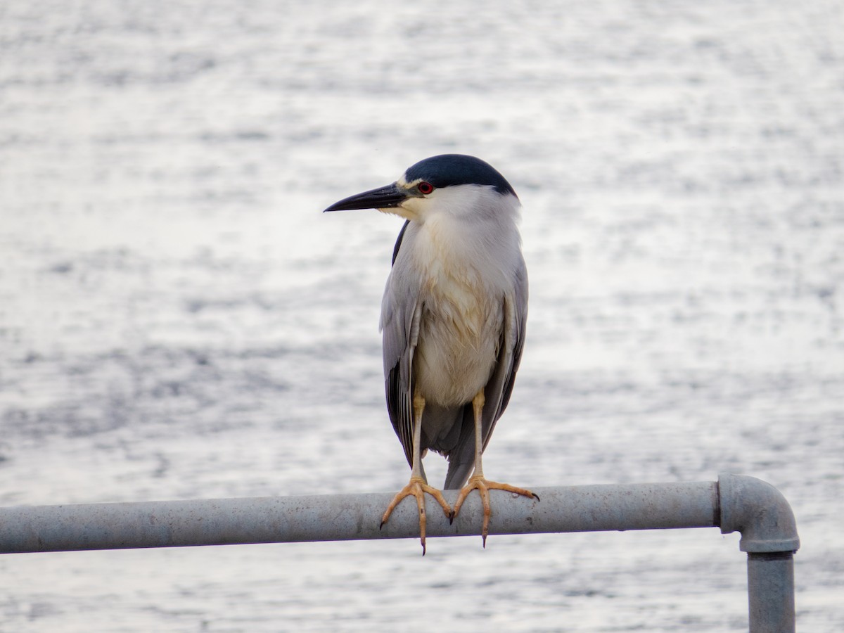 Black-crowned Night Heron - ML620170420