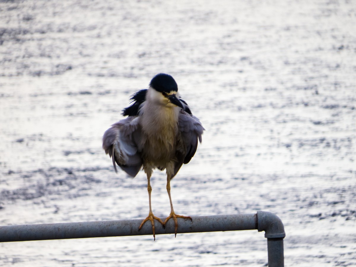 Black-crowned Night Heron - ML620170421