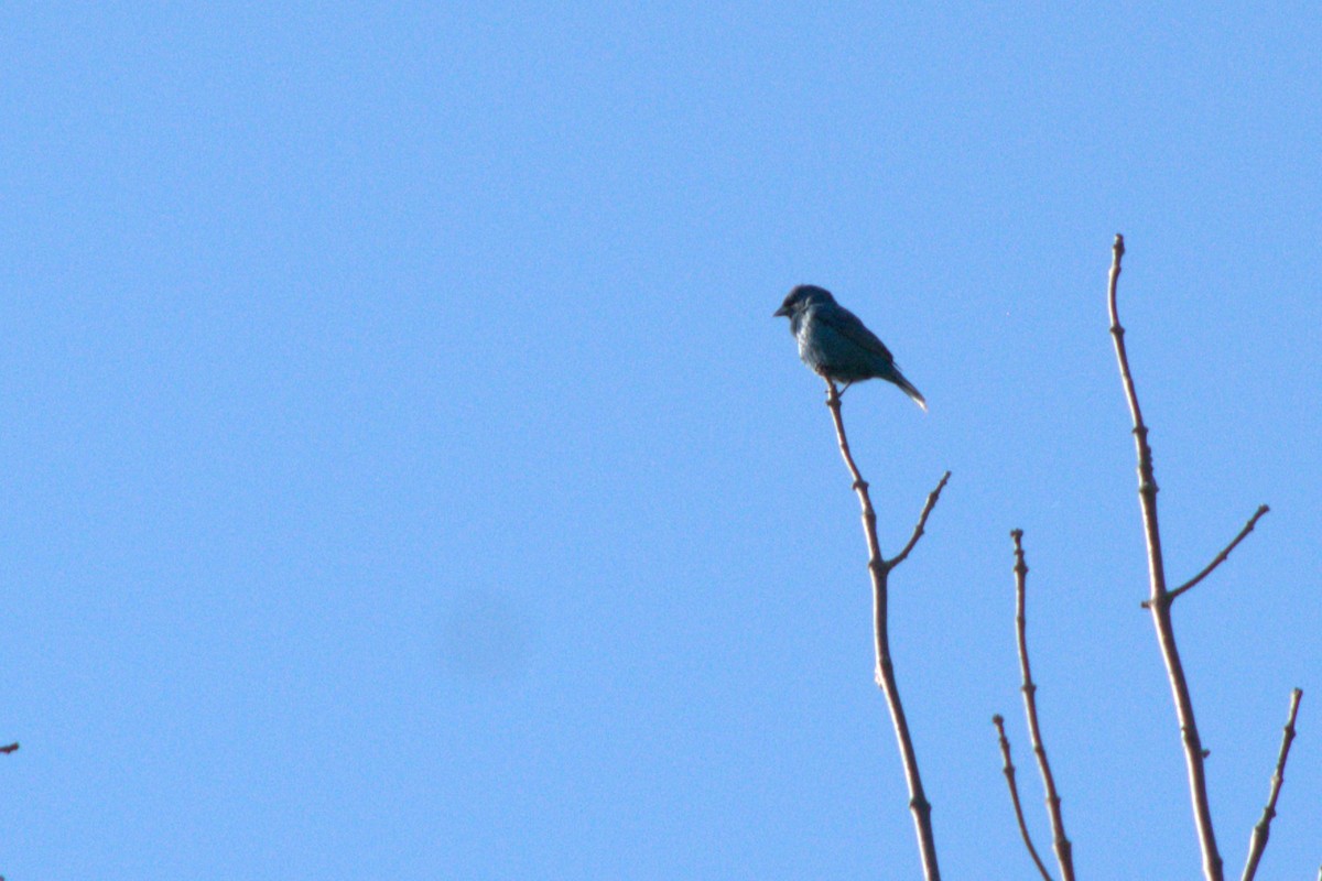 Indigo Bunting - ML620170424