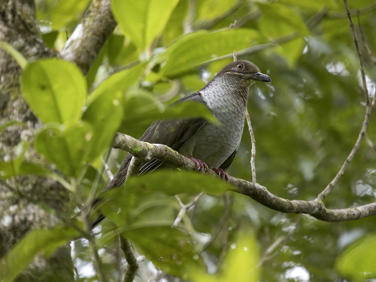 Ametist Esmer Kumrusu (maculipectus) - ML620170430