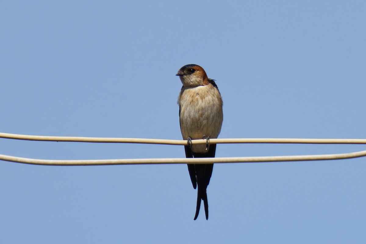 Red-rumped Swallow - ML620170431