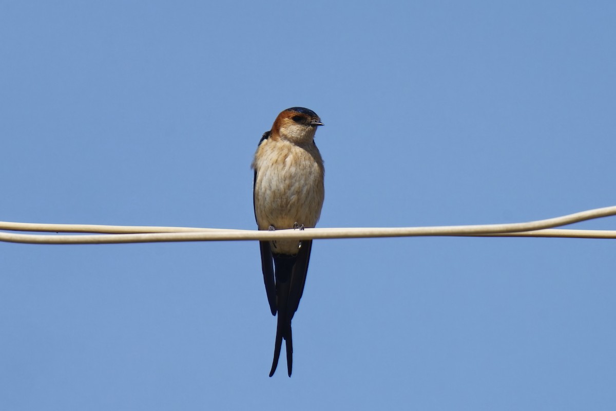 Red-rumped Swallow - ML620170432