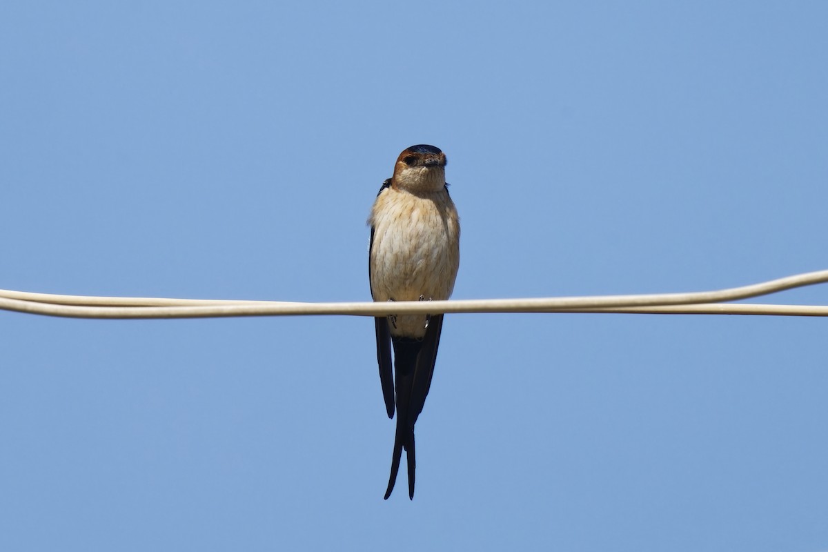 Red-rumped Swallow - ML620170433