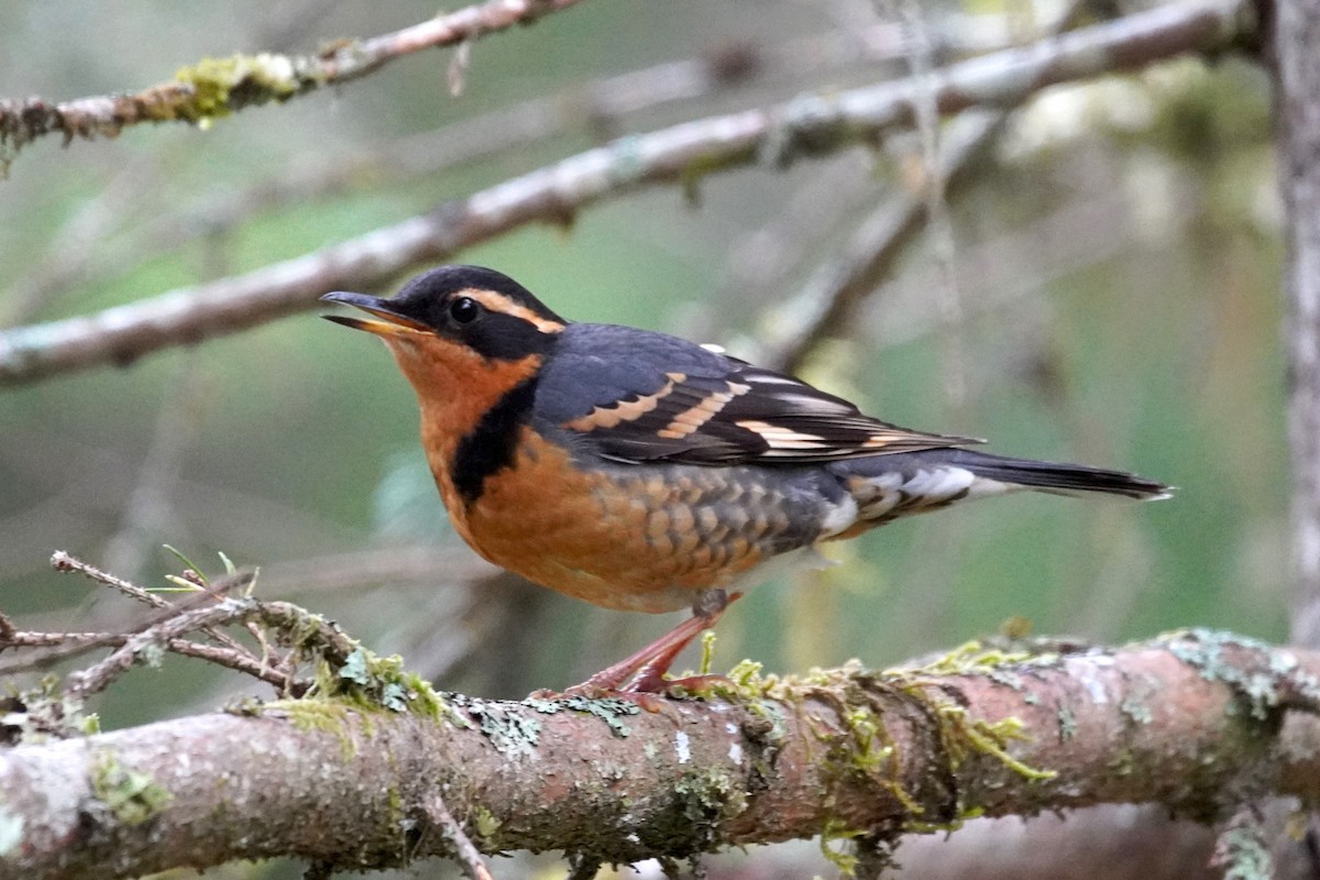 Varied Thrush - ML620170449