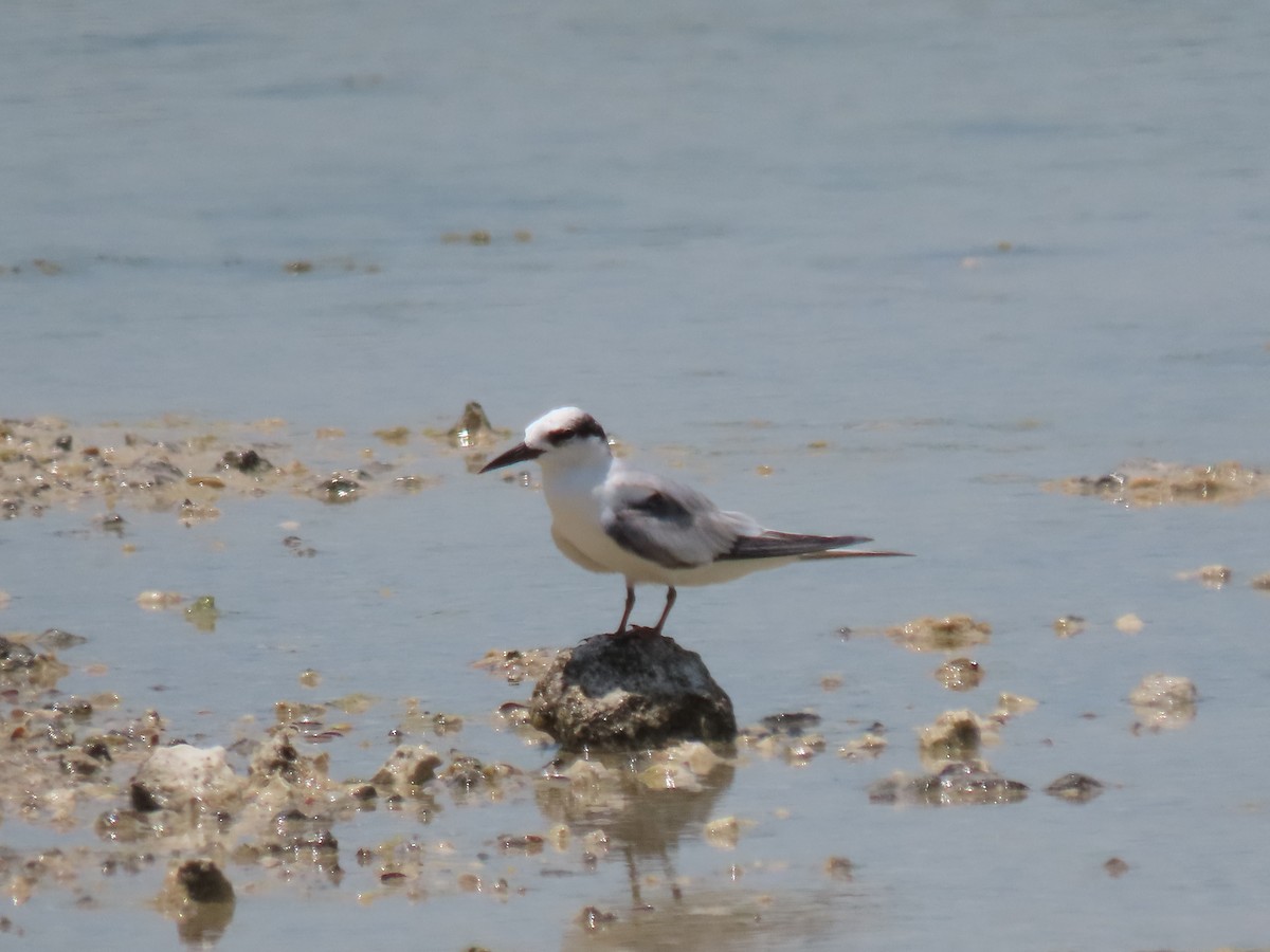 Least Tern - ML620170450