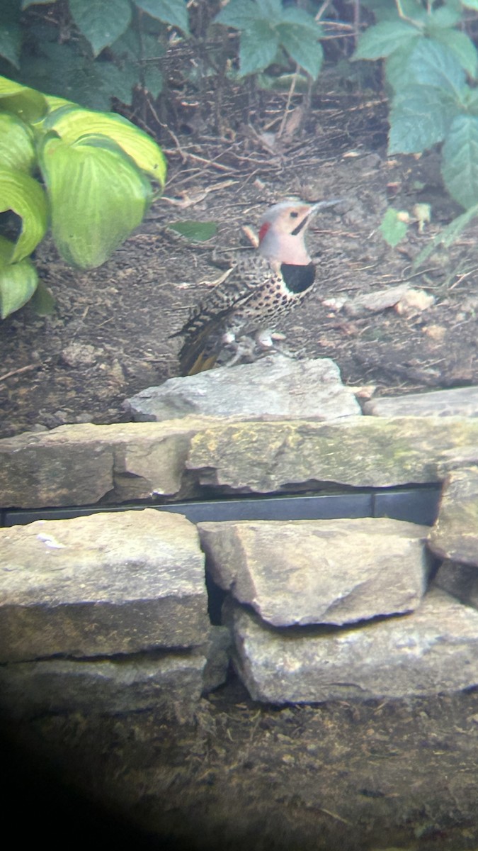 Northern Flicker - ML620170457