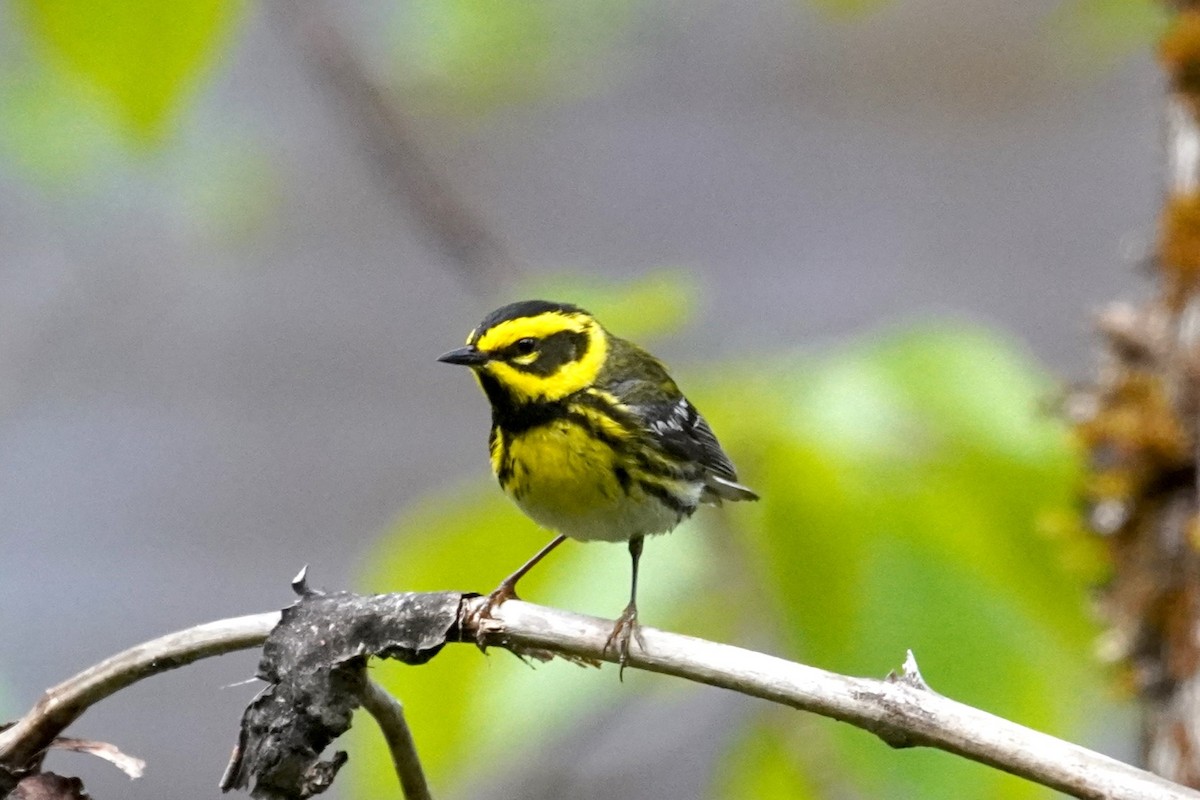 Townsend's Warbler - ML620170459