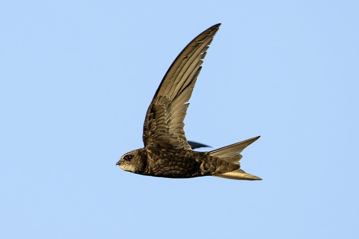 Common Swift - ML620170472