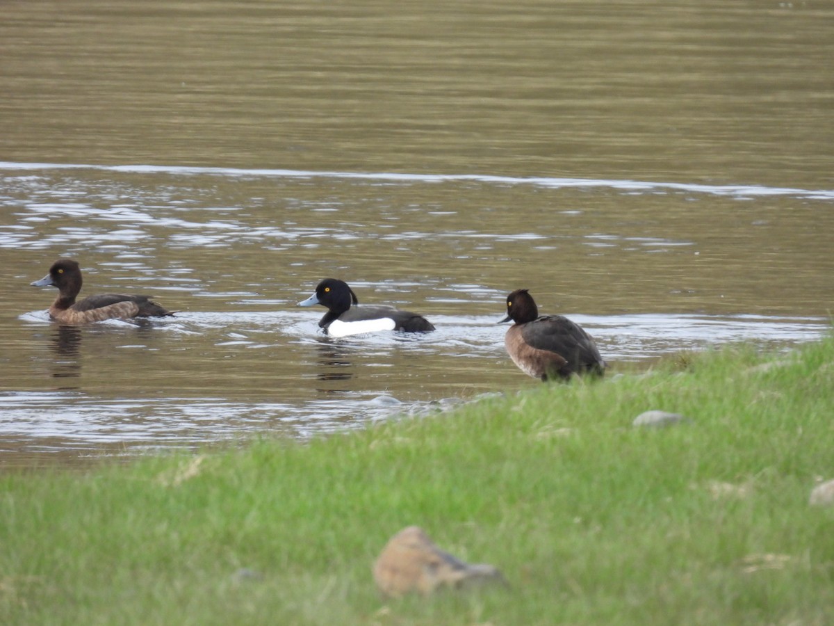 Tufted Duck - ML620170473