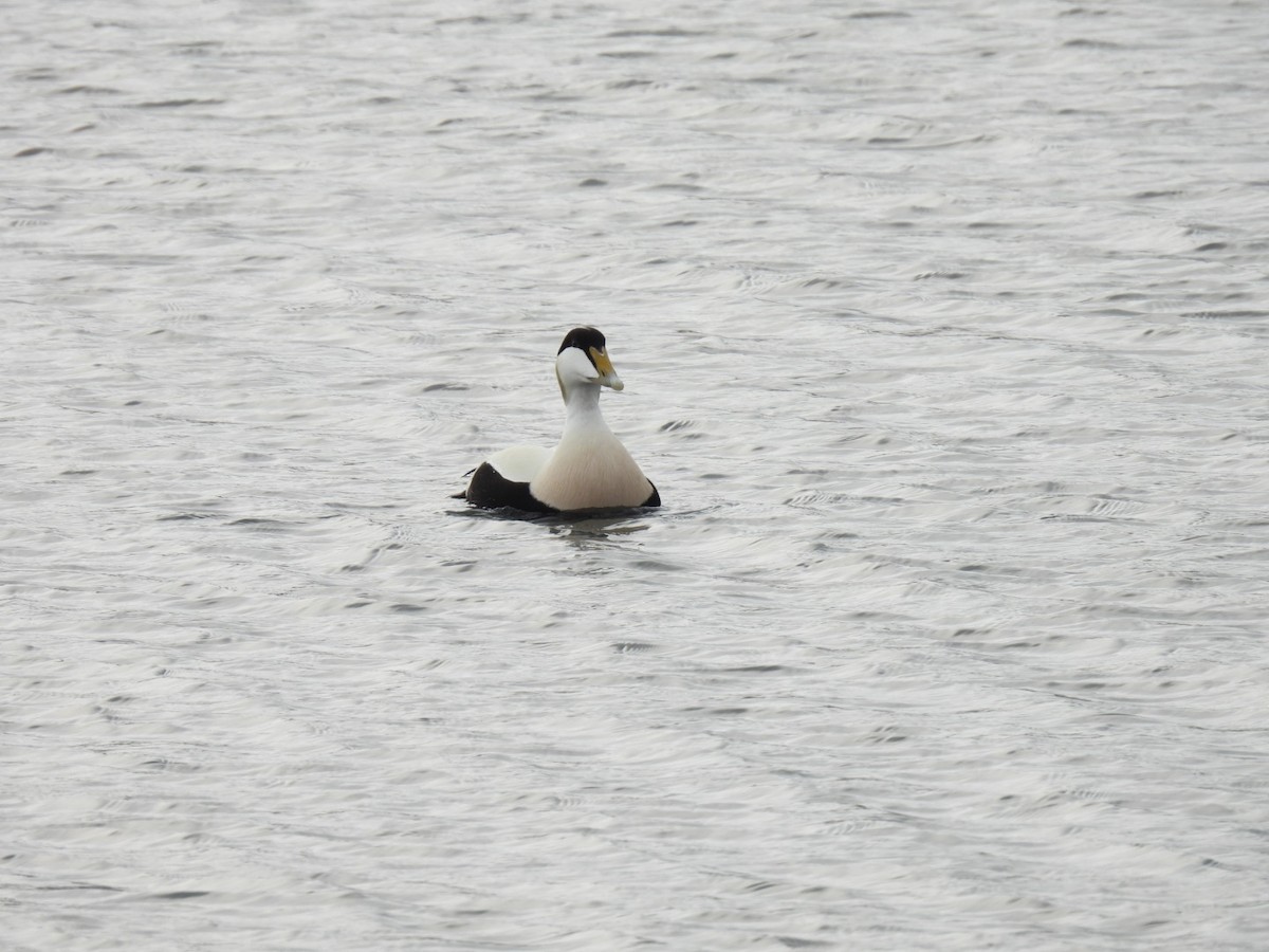 Common Eider - ML620170490