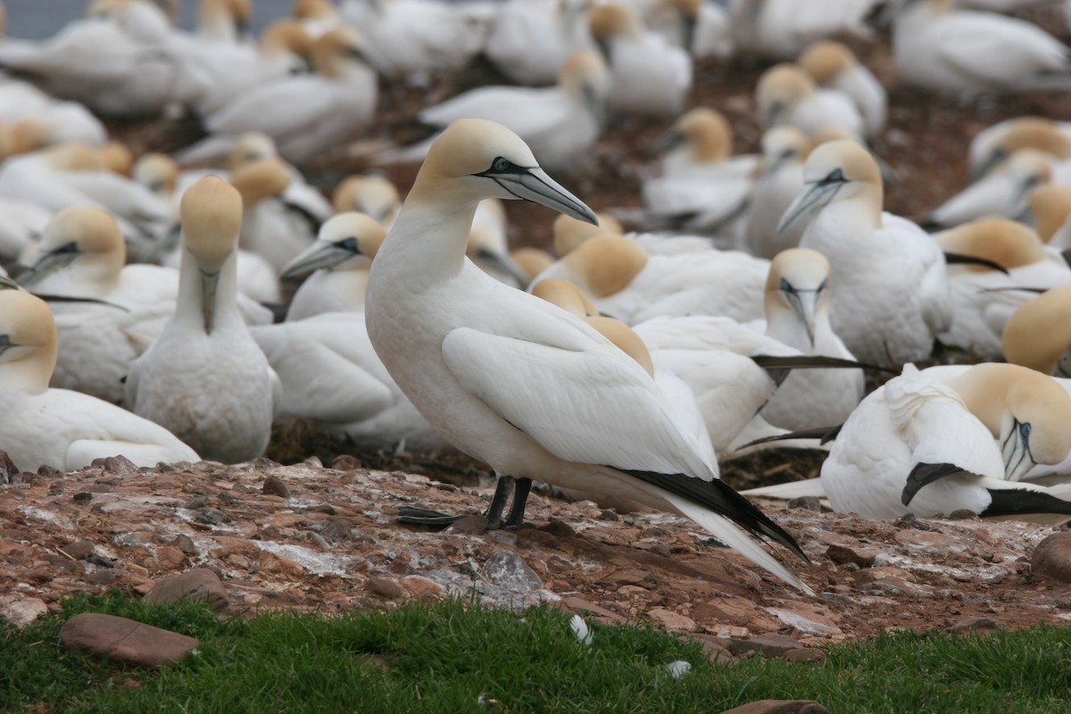 Northern Gannet - ML620170494