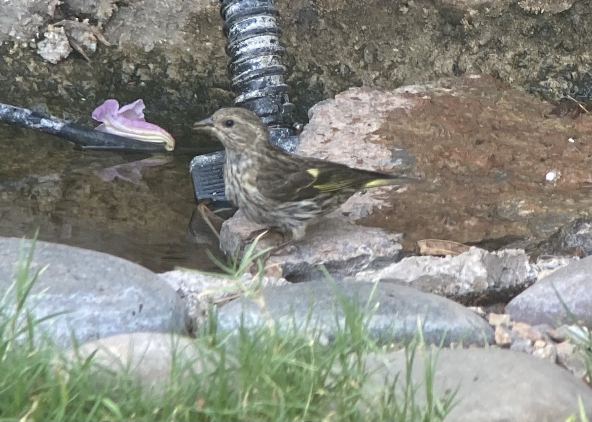 Pine Siskin - ML620170495