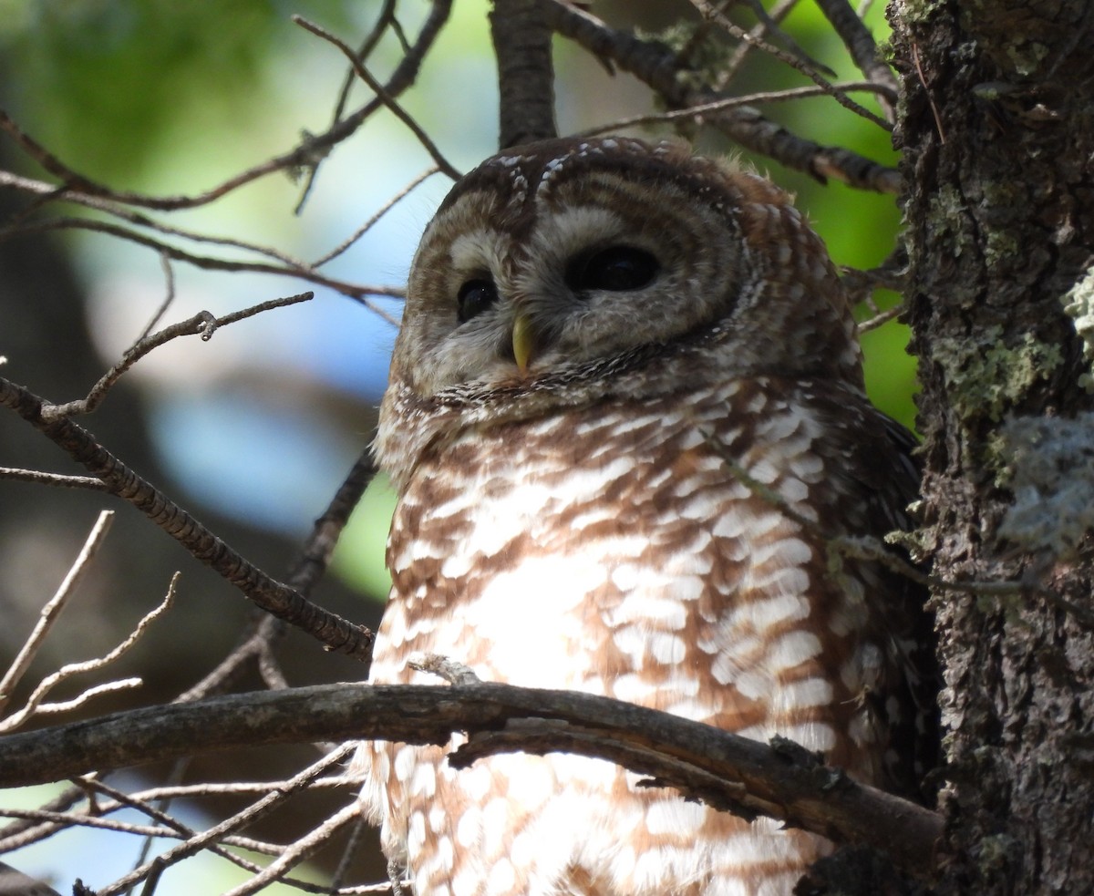 Spotted Owl - ML620170497