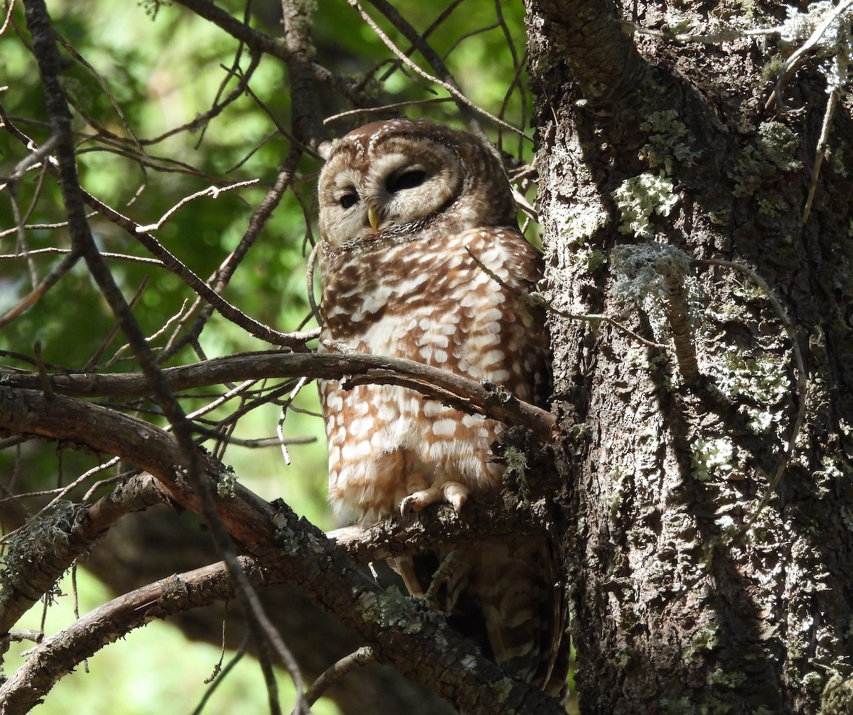 Spotted Owl - ML620170498