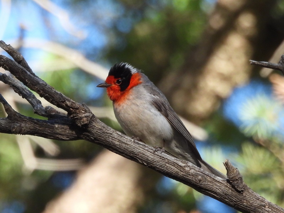 Red-faced Warbler - ML620170504