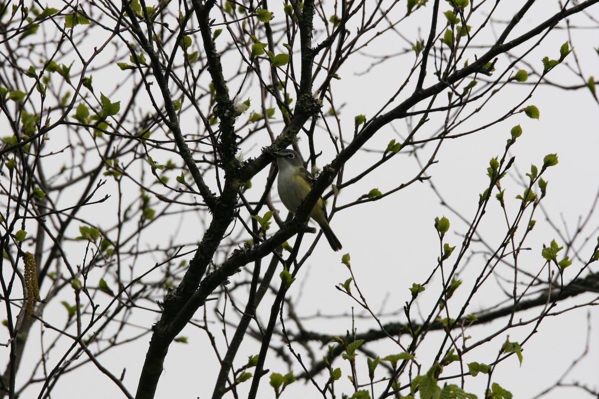 Blue-headed Vireo - ML620170507