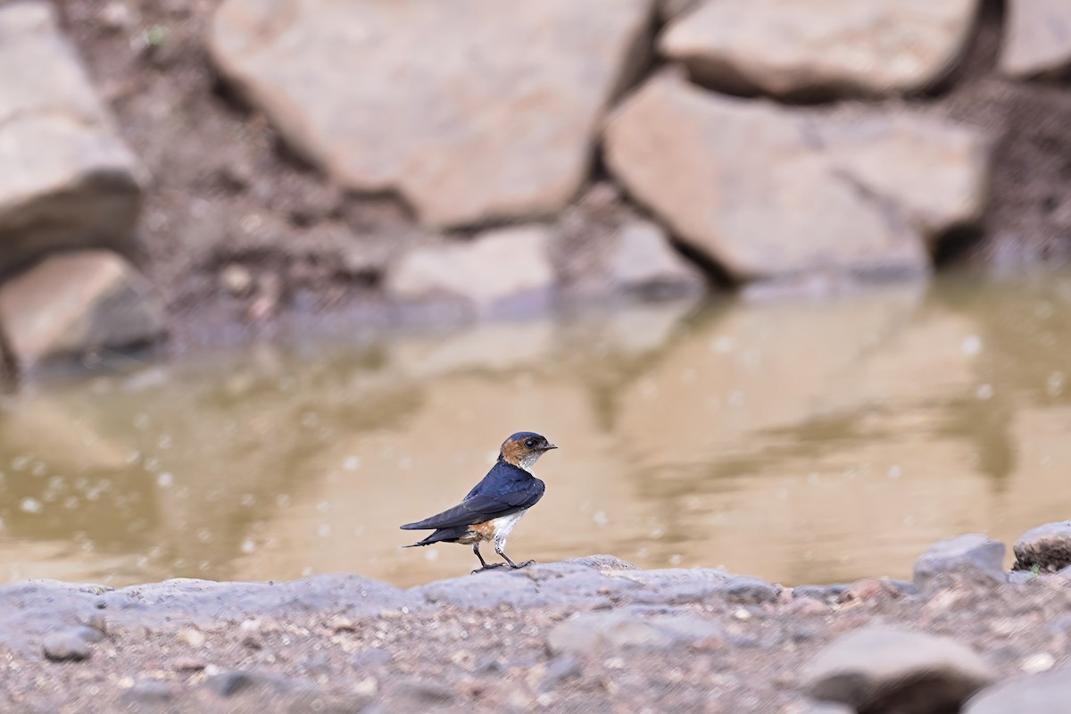 Red-rumped Swallow - ML620170510