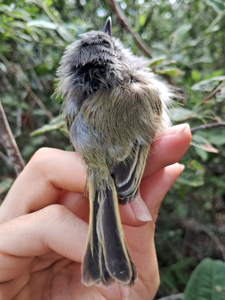 Pearly-vented Tody-Tyrant - ML620170515