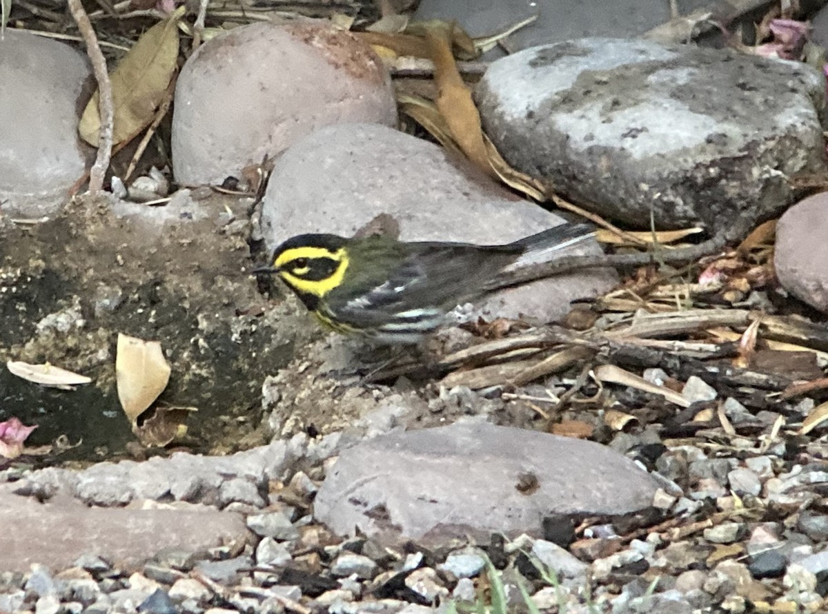 Townsend's Warbler - ML620170516