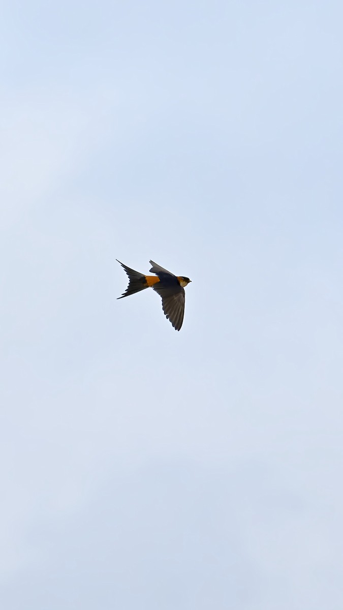 Red-rumped Swallow - ML620170517