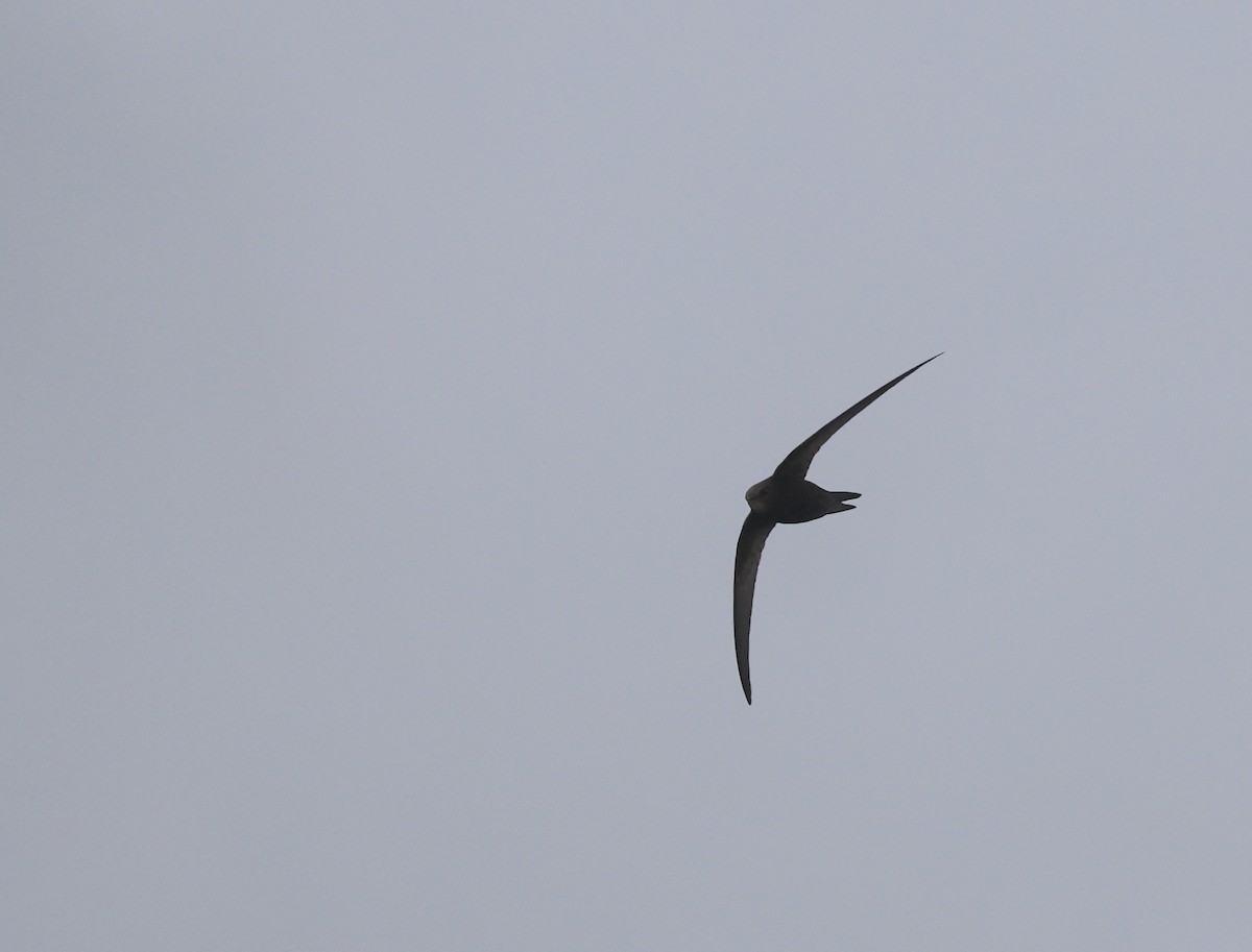 Common Swift - ML620170518