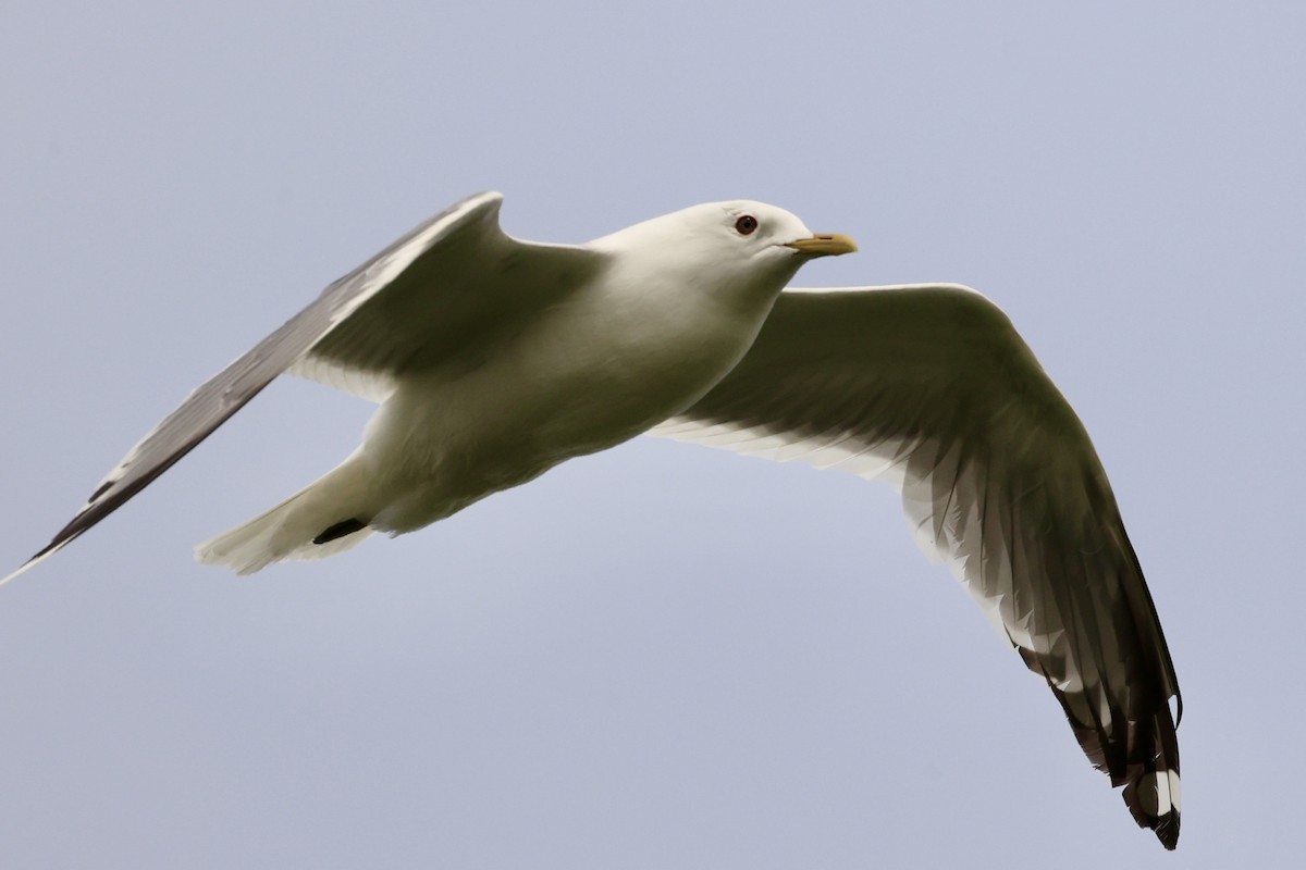 Short-billed Gull - ML620170541