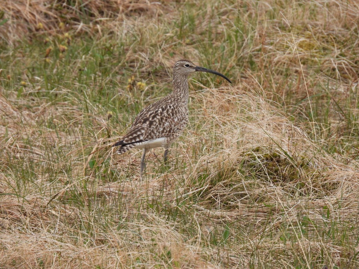 Whimbrel - ML620170552