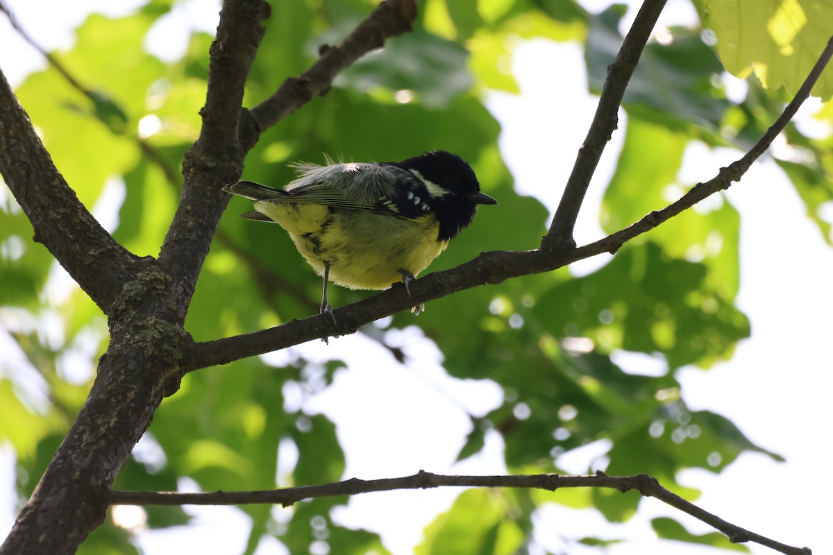 Yellow-bellied Tit - ML620170560